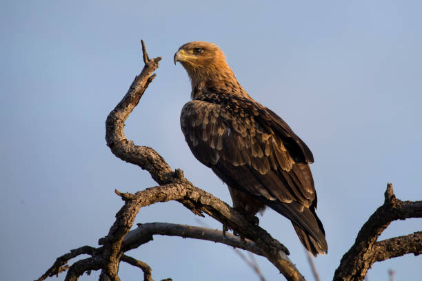 istock Walhlberg's Eagle sitting on branch of a dead tree blue sky 889987034