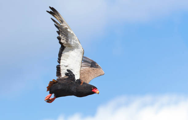 istock Mature bateleur take off from a tree with blue sky in background 889991480