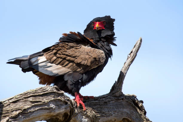 istock Mature bateleur sit in a tree with blue sky in background 889991498