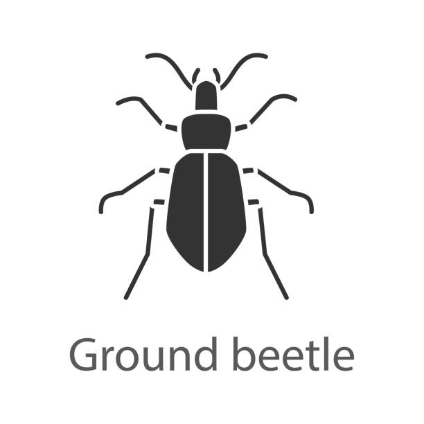 Ground beetle icon Ground beetle glyph icon. Vector silhouette ground beetle stock illustrations