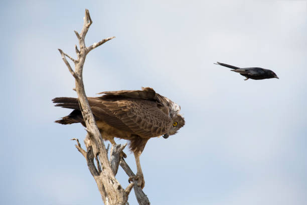 Brown Snake Eagle in a tree is pestered by a Fork Tailed Drongo Brown Snake Eagle in a tree is pestered by a Fork Tailed Drongo brown snake eagle stock pictures, royalty-free photos & images