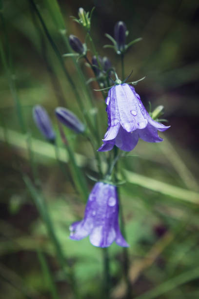 nahaufnahme von einer blauen glocke in voller blüte, eine beliebte blume in schottland - wildflower lush foliage outdoors campanula stock-fotos und bilder