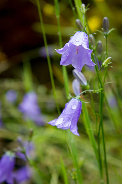 nahaufnahme von einer blauen glocke in voller blüte, eine beliebte blume in schottland - wildflower lush foliage outdoors campanula stock-fotos und bilder