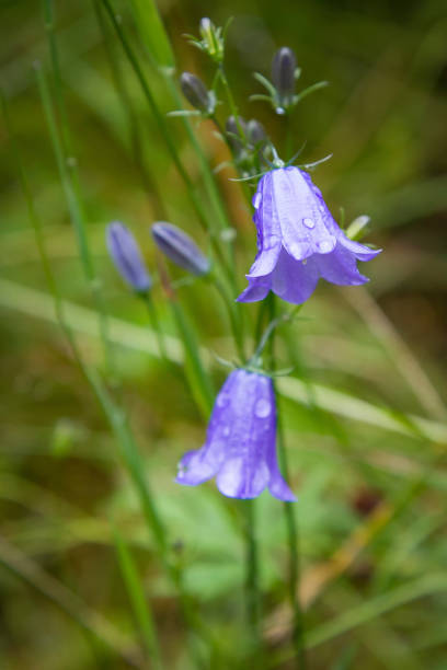 nahaufnahme von einer blauen glocke in voller blüte, eine beliebte blume in schottland - wildflower lush foliage outdoors campanula stock-fotos und bilder