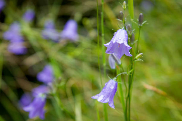 nahaufnahme von einer blauen glocke in voller blüte, eine beliebte blume in schottland - wildflower lush foliage outdoors campanula stock-fotos und bilder