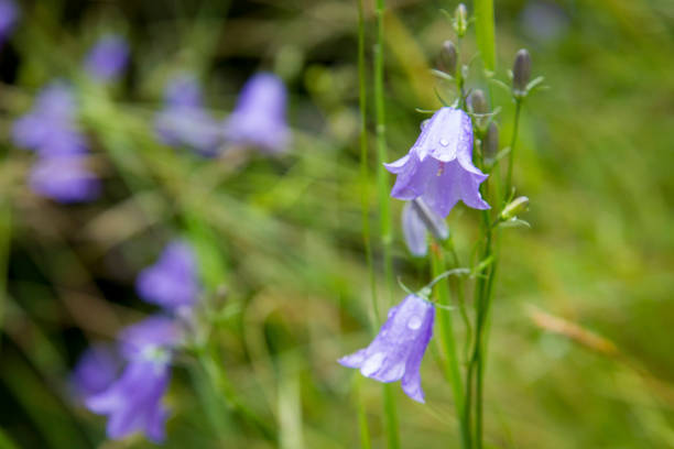 zbliżenie niebieskiego dzwonu w rozkwicie, popularny kwiat w szkocji - wildflower lush foliage outdoors campanula zdjęcia i obrazy z banku zdjęć