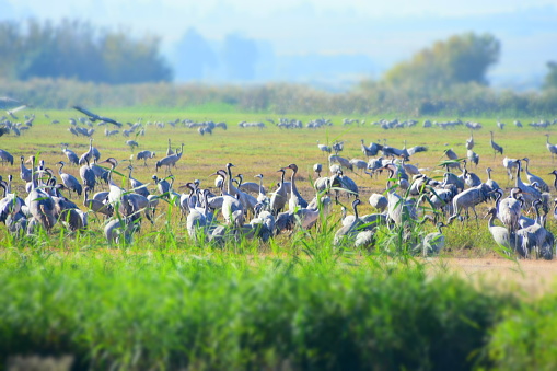 crane bird in a field