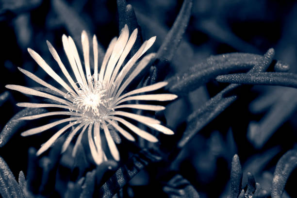 Macro of a small flower in an artistic conversion