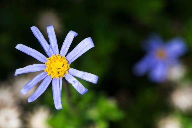 Purple flowers Cape daisies isolated on white background, full frame horizontal composition with copy space