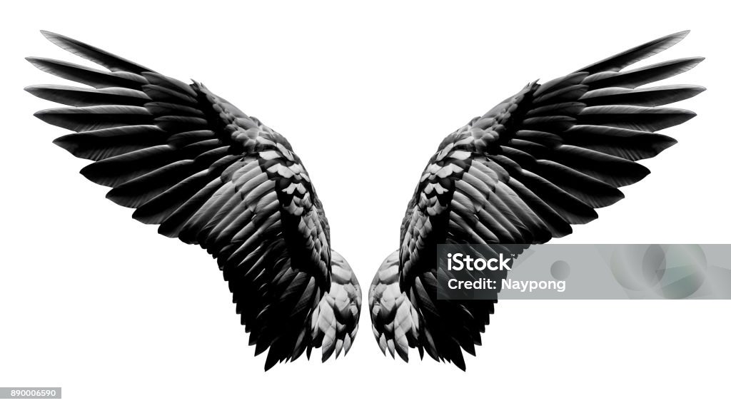 Angel Wings Natural Black Wing Plumage Isolated On White Background With  Clipping Part Stock Photo - Download Image Now - iStock