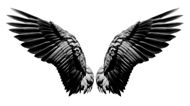 Angel wings, Natural black wing plumage isolated on white background with clipping part Angel wings, Natural black wing plumage isolated on white background with clipping part gothic art stock pictures, royalty-free photos & images