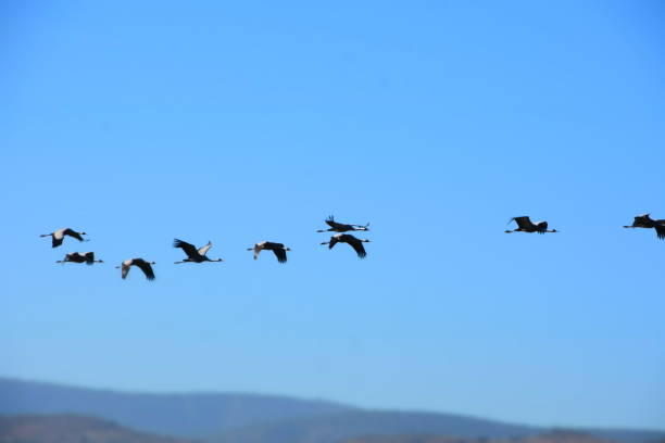 istock Migration of the crane bird Israel 890015708