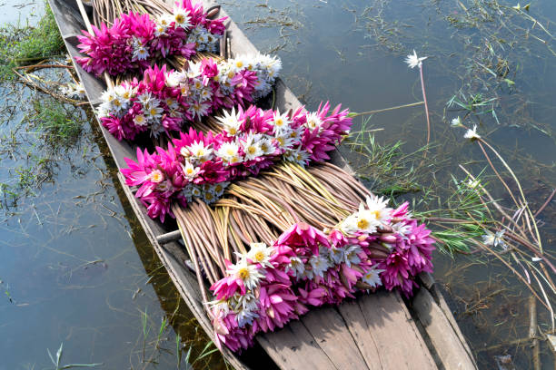 istock Boat full of pink waterlily 890015734