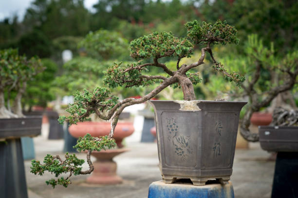 istock Bonsai in the garden 890015834