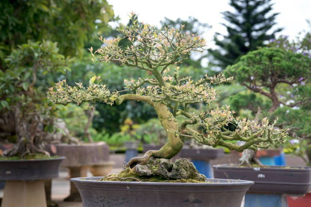 istock Bonsai in the garden 890015916
