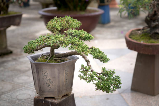 istock Bonsai in the garden 890015940