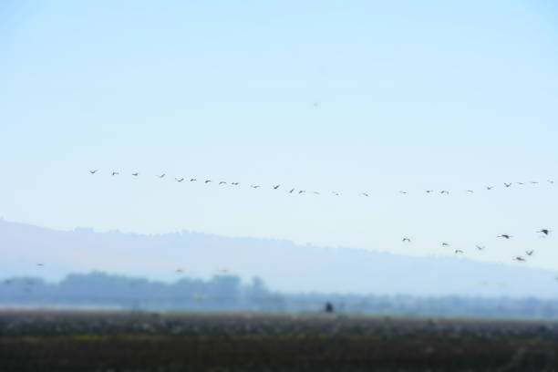 istock Migration of the crane bird Israel 890016132