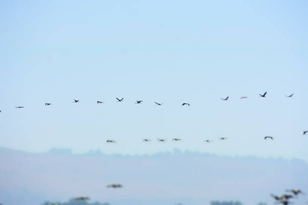 istock Migration of the crane bird Israel 890016236