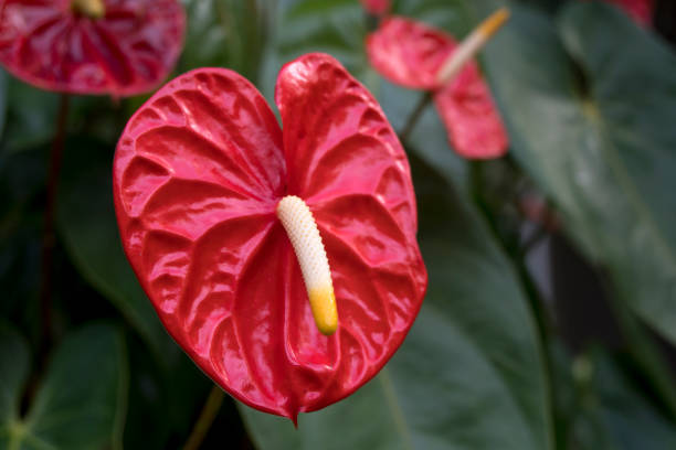 istock red anthuriums in the garden 890016448