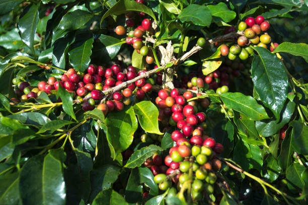 istock Close up fresh organic red coffee on coffee tree 890018684