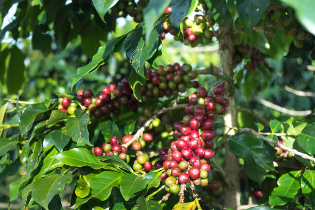 istock Close up fresh organic red coffee on coffee tree 890019736