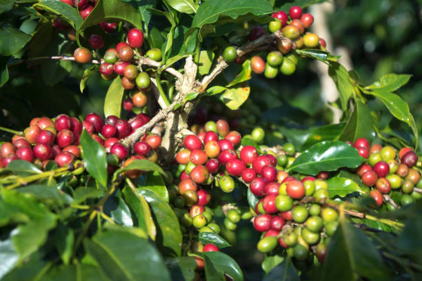 istock Close up fresh organic red coffee on coffee tree 890020128