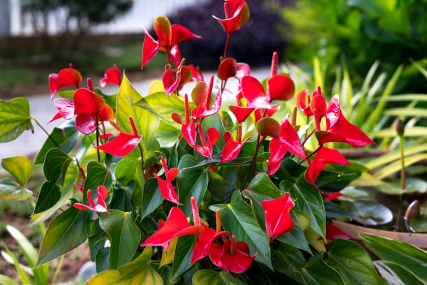 istock red anthuriums in the garden 890022840