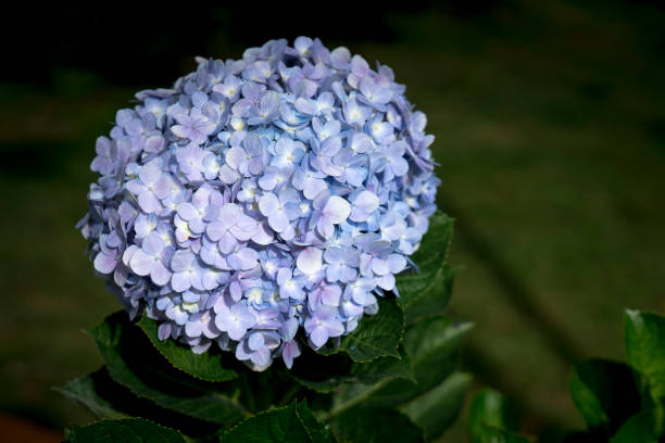 istock Hydrangea flowers blooming at the park. 890024956