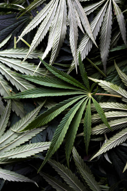 marihuana blätter close up - nature macro vertical close up stock-fotos und bilder