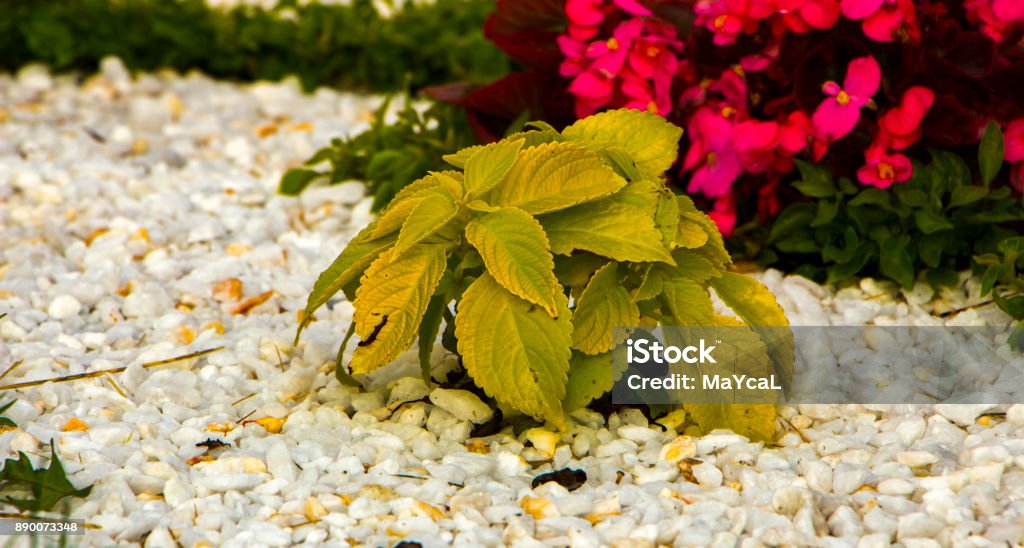 Swedish ivy or decorative mint, the use of plants in landscape design Swedish ivy or decorative mint, the use of plants in landscape design close up Abstract Stock Photo