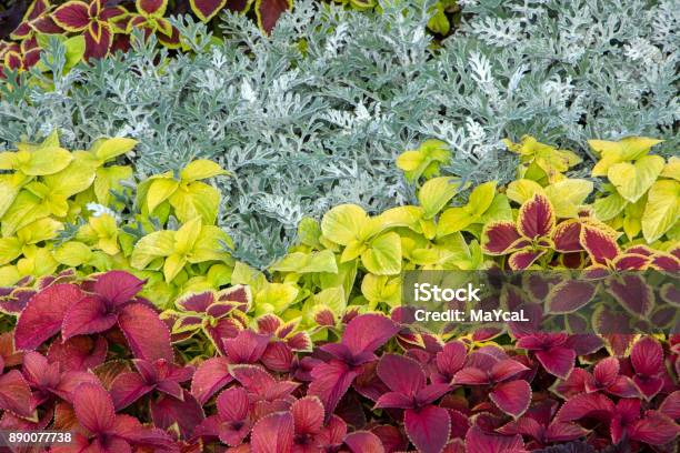 Swedish Ivy Or Decorative Mint The Use Of Plants In Landscape Design Stock Photo - Download Image Now