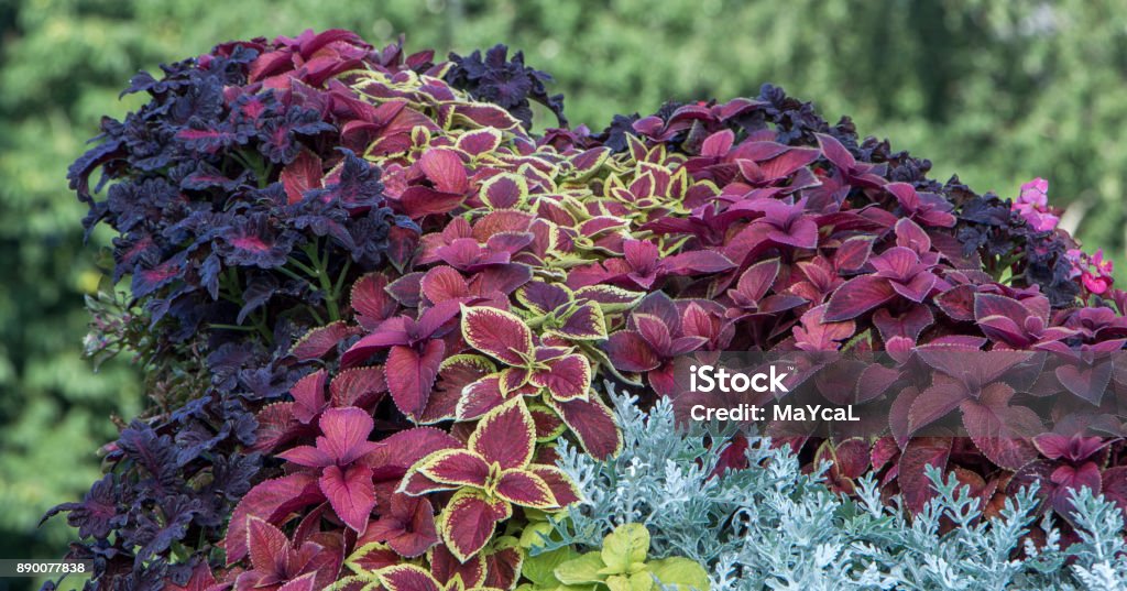 Swedish ivy or decorative mint, the use of plants in landscape design Swedish ivy or decorative mint, the use of plants in landscape design close up Abstract Stock Photo