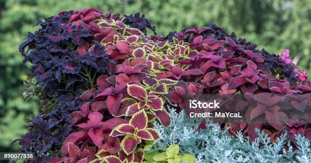 Swedish Ivy Or Decorative Mint The Use Of Plants In Landscape Design Stock Photo - Download Image Now