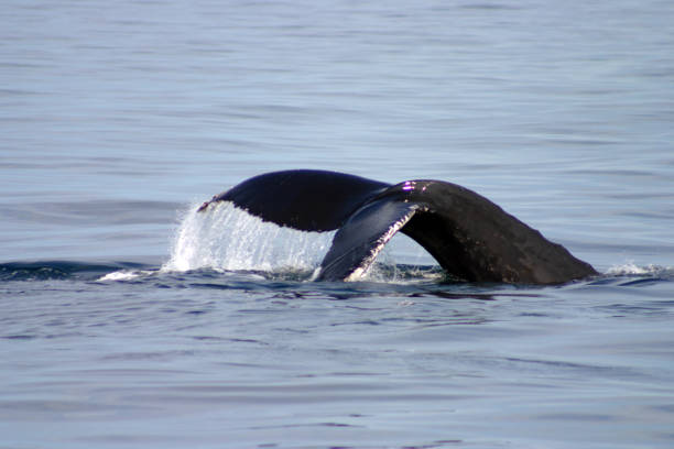 istock Tail fin of a gray whale in Atlantic 890093054