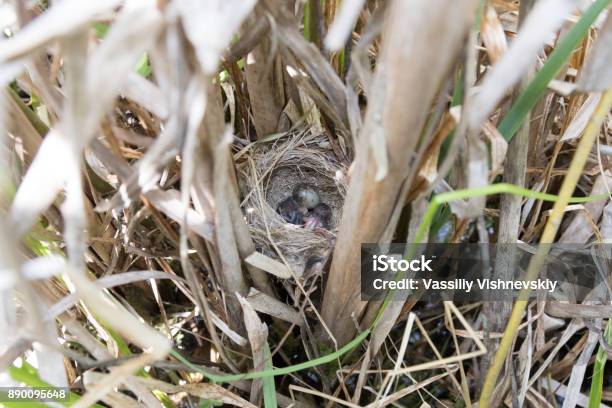 Acrocephalus Agricola The Nest Of The Paddyfield Warbler In Nature Stock Photo - Download Image Now