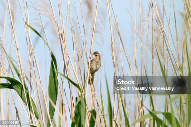Paddyfield Warbler Stock Photo - Download Image Now - Animal, Bird, Common Reed