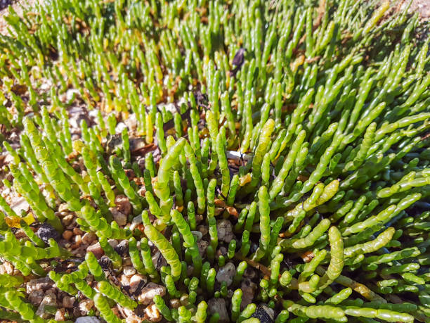 Glasswort, samphire or salicaria Glasswort, samphire or salicaria, Salicornia europaea, growing on marshes of Galicia, Spain salicornia europaea stock pictures, royalty-free photos & images