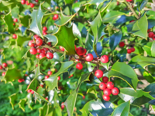 istock European or christmas holly 890100940