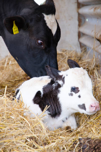 istock Black and white calf lying on the hay with the mother who cuddle 890101734
