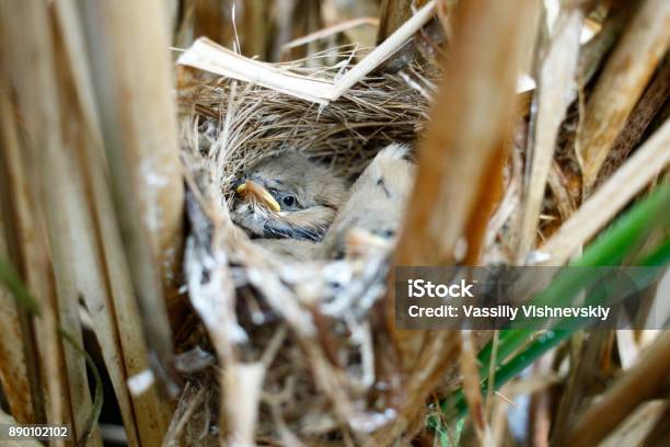 Acrocephalus Agricola The Nest Of The Paddyfield Warbler In Nature Stock Photo - Download Image Now