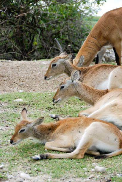 istock Family of antelopes 890104528