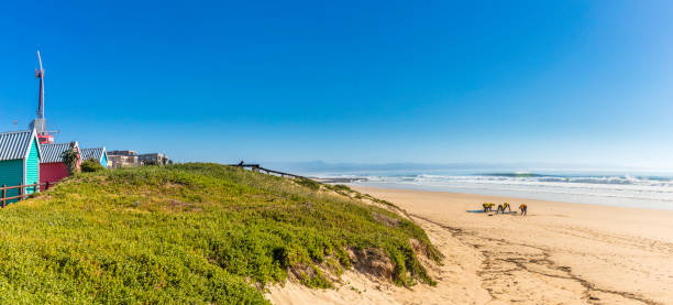 panorama de plage jeffreys bay sur la côte orientale du cap - eastern cape south africa marram grass sand dune photos et images de collection
