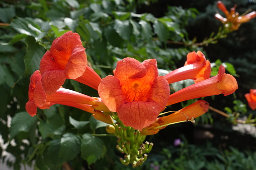 Large trumpet shaped flowers of Campsis radicans