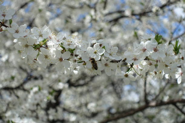 Honey bee on flowering branch of plum Honey bee on flowering branch of plum park leaf flower head saturated color stock pictures, royalty-free photos & images