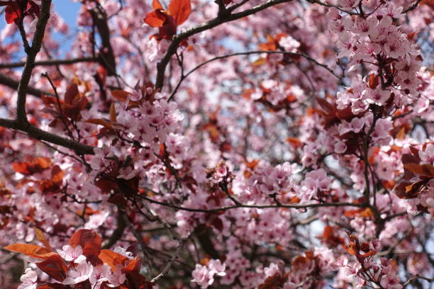 istock Purple leaf plum in full bloom in spring 890110264
