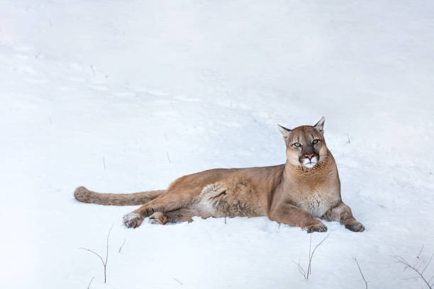 istock Puma in the woods, Mountain Lion, single cat on snow 890110490