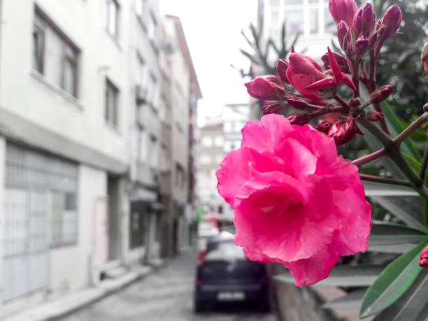 Pink flower on urban street