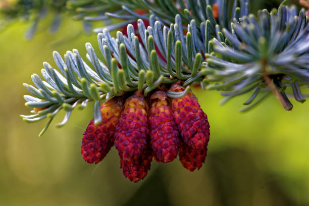 istock Caucasian fir 890117946