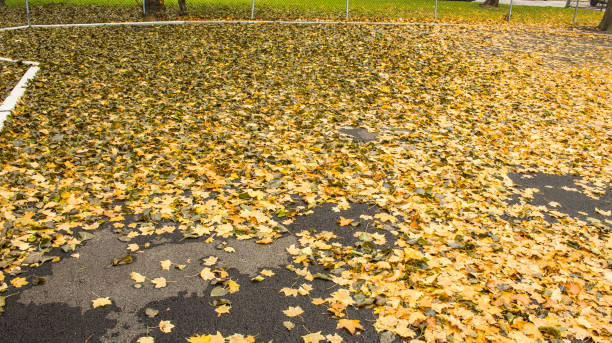 istock Leaves of Autumn 890118404