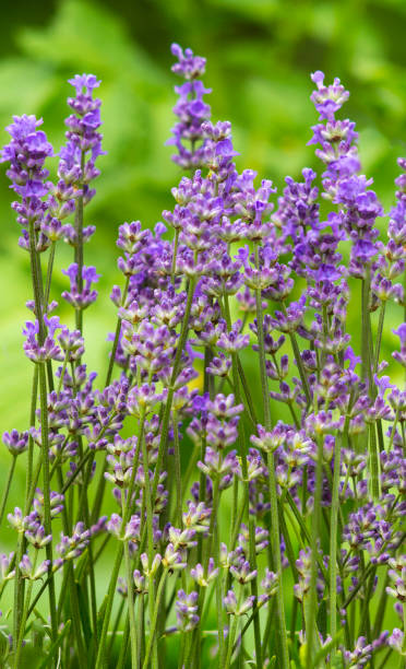 istock lavender. Lavender growing in the field 890128902
